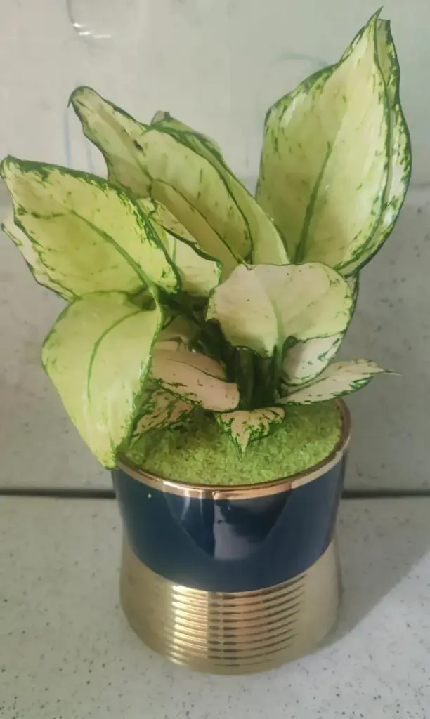 Aglaonema 'Snow White' 