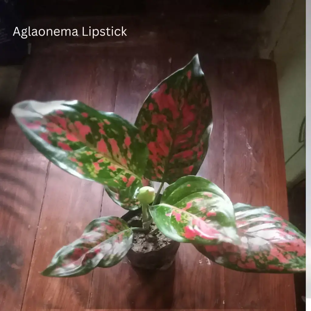 Aglaonema Lipstick