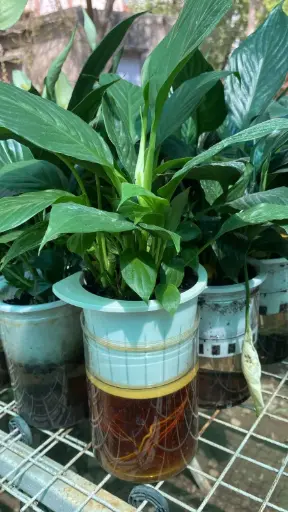 Peace Lily