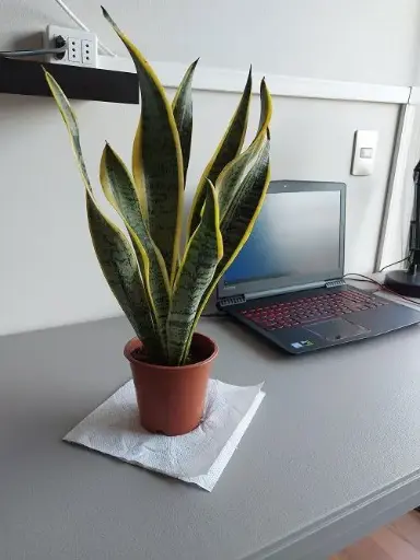 Sanke Plant