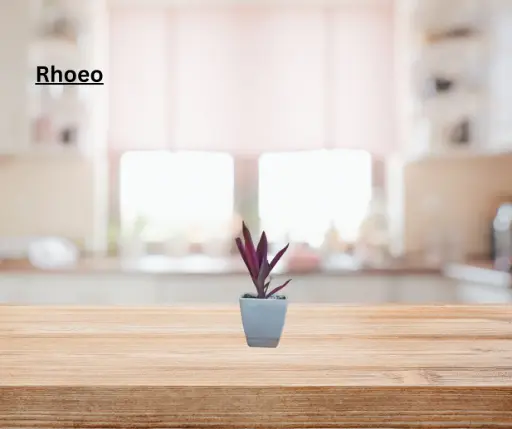 Rhoeo plant