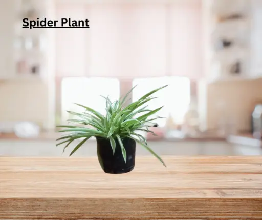 Spider Plant
