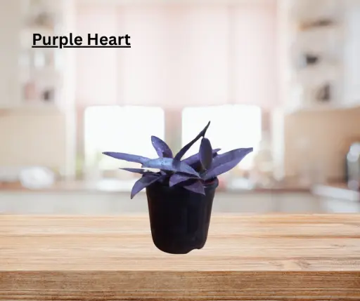 Purple heart 