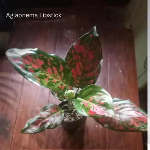 Aglaonema Lipstick